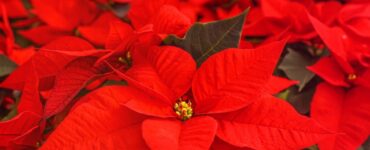 Far fiorire la stella di Natale Mammastobene.com