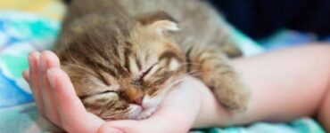gatti