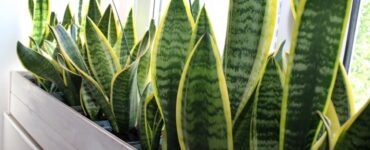piante mammastobene.com