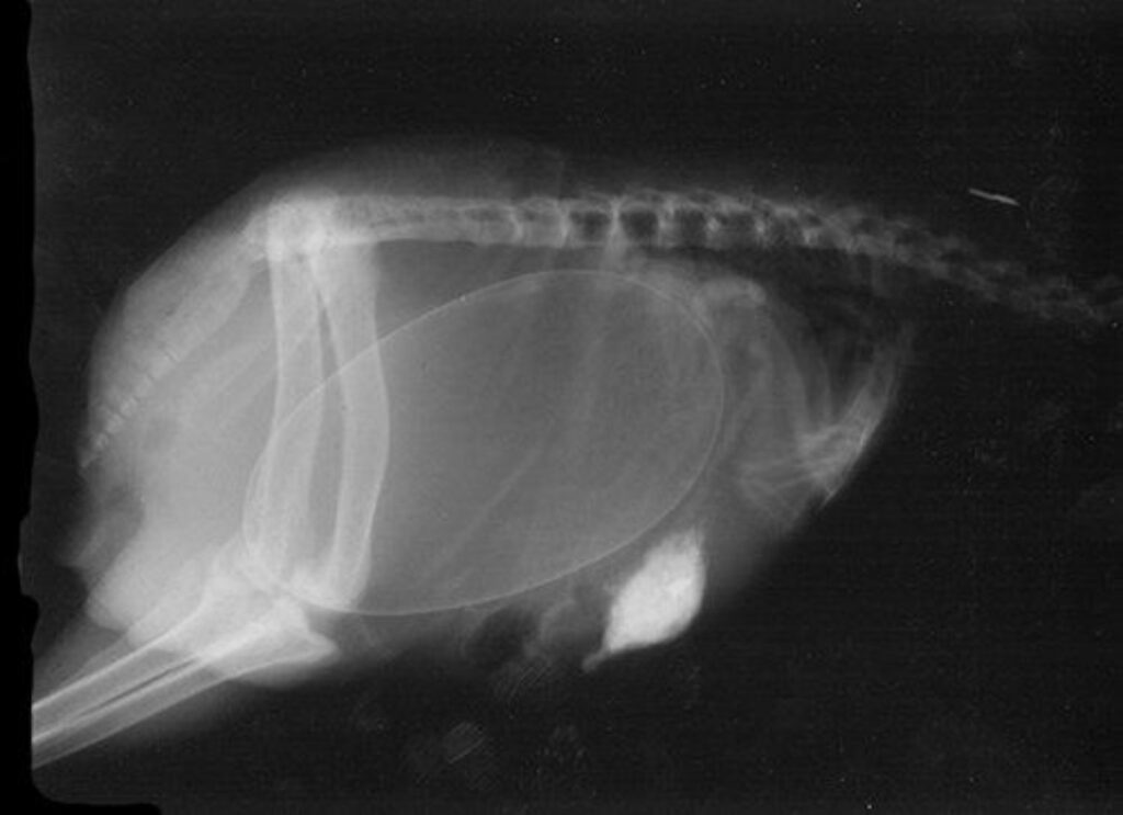 Radiografie animali Mammastobene.com