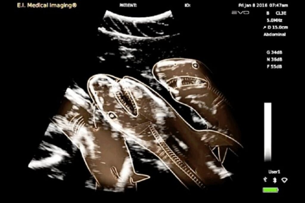 Radiografie animali Mammastobene.com