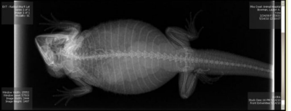 Radiografie animali Mammastobene.com