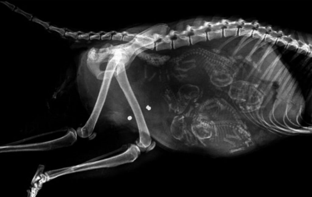 Radiografie animali Mammastobene.com