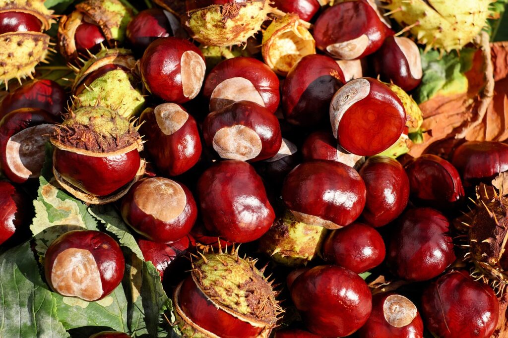 Benefici e proprietà delle castagne