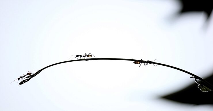 Rimedi naturali contro le formiche