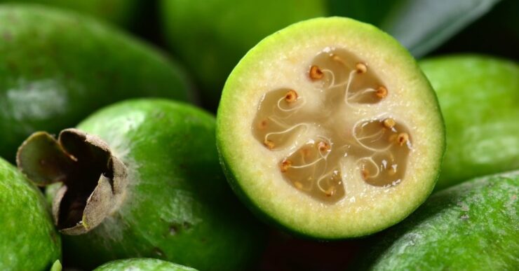 guava di montagna Mammastobene.com