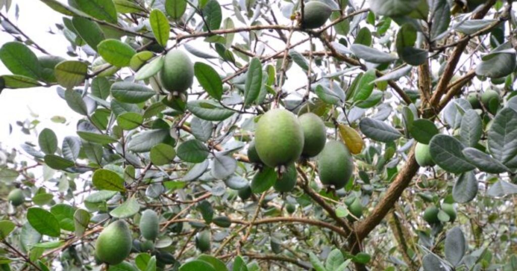guava di montagna Mammastobene.com