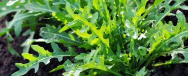 Rucola Mammastobene.com