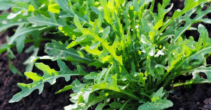 Rucola Mammastobene.com