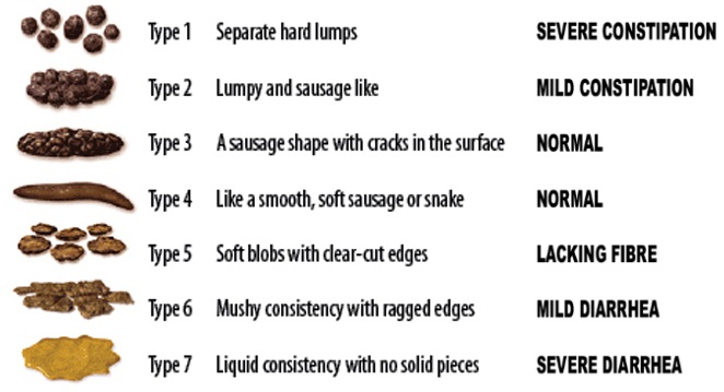 Bristol Stool Chart Explained