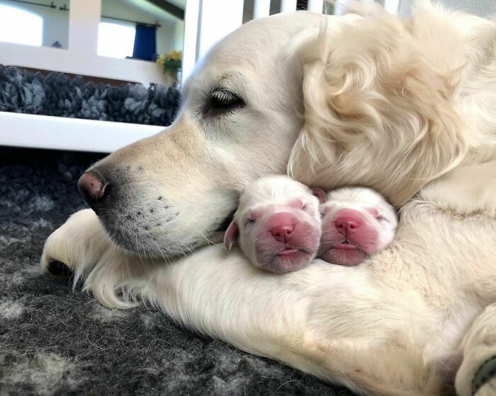 Mamma Labrador