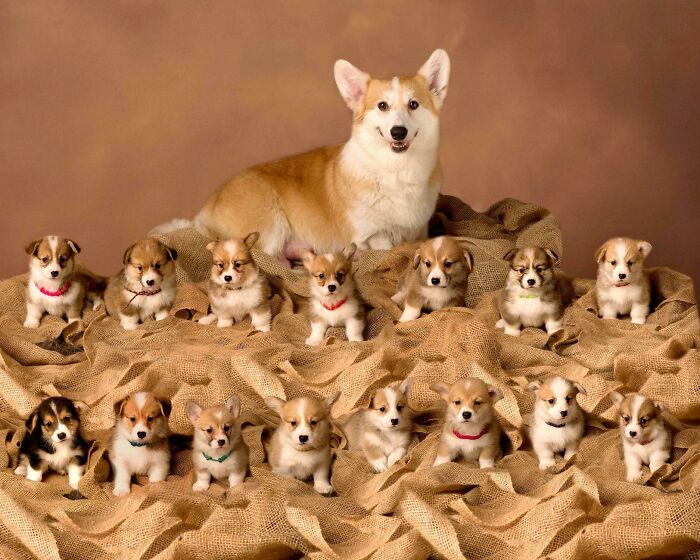 Mamma Corgi