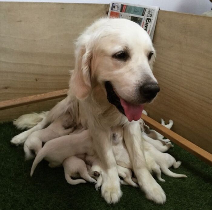 Mamma Labrador e i figli tentacoli