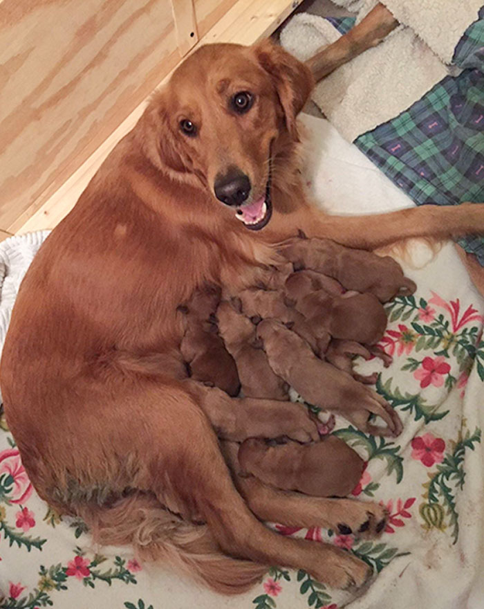 8 cuccioli e una mamma