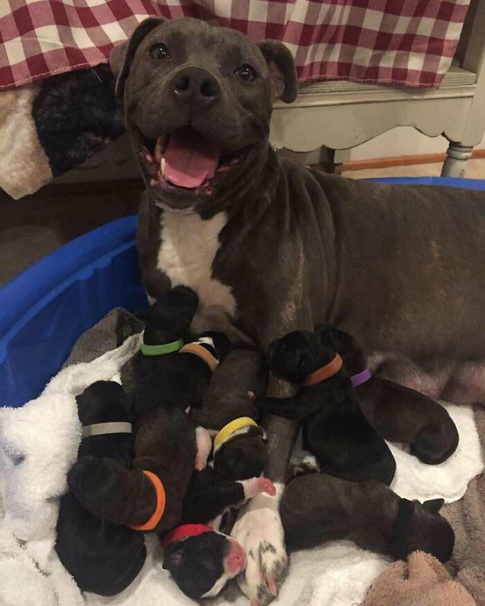 Mamma Pitbull