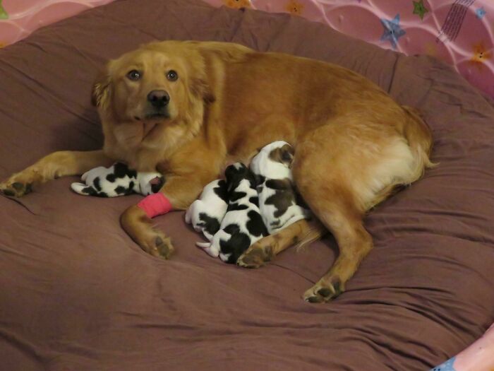 mamma mix con un Golden Retriever