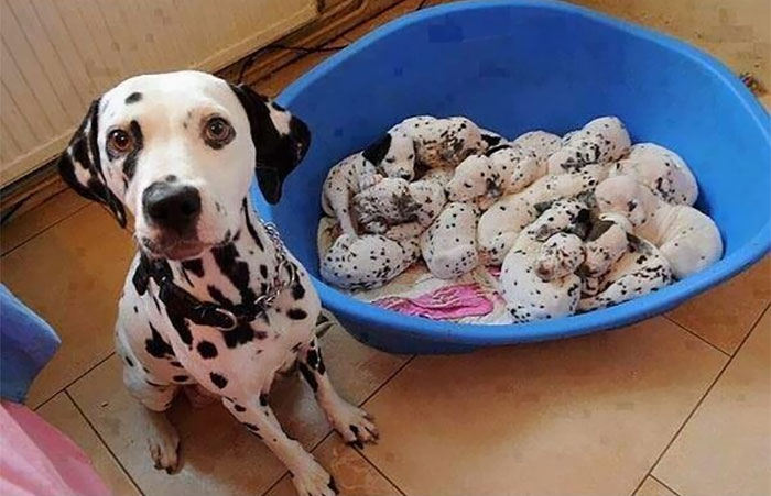 Mamma Dalmata e i suoi 101 cuccioli