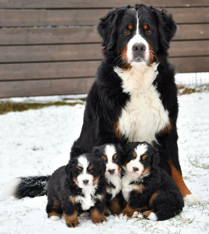 perfetta foto di famiglia