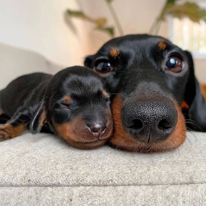 mamma Lou con il suo cucciolo