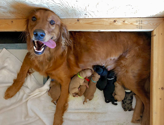 Nove cuccioli mix di Golden Retriever