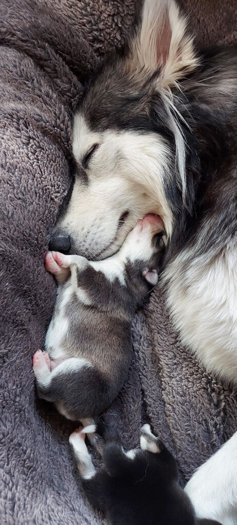 mamma husky