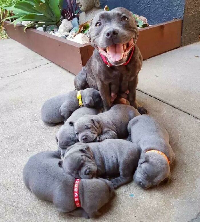 Mamma Pitbull orgogliosa