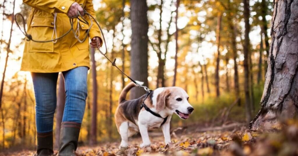 Portare fuori il cane