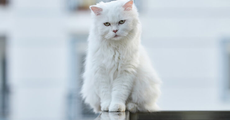 Come usare l'alluminio per impedire al gatto di cadere dal balcone