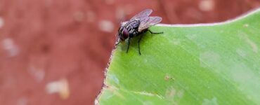 Come evitare che le mosche si riproducano in casa