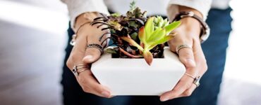 Come pulire l'aria di casa con le piante