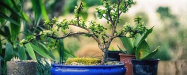 Come prendersi cura di un bonsai