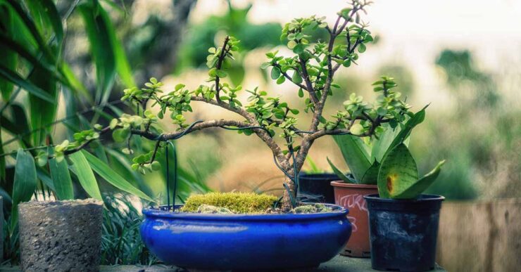 Come prendersi cura di un bonsai