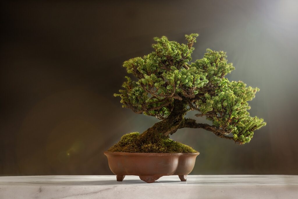 bonsai ha bisogno di luce