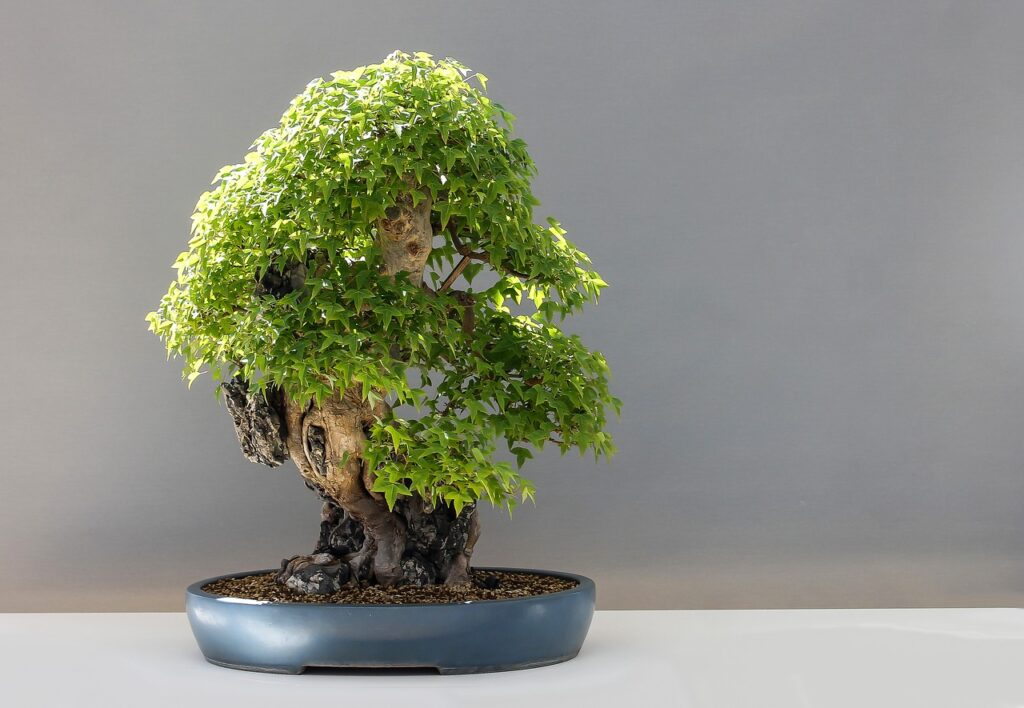 Quanta acqua dare al bonsai