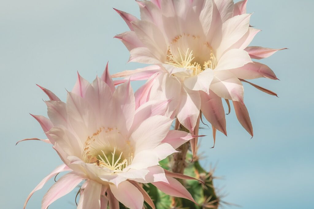 Tutti i benefici di avere un cactus in casa