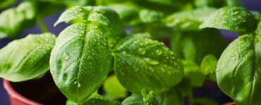 piante aromatiche