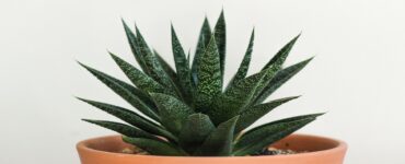 10 modi per usare l'aloe vera