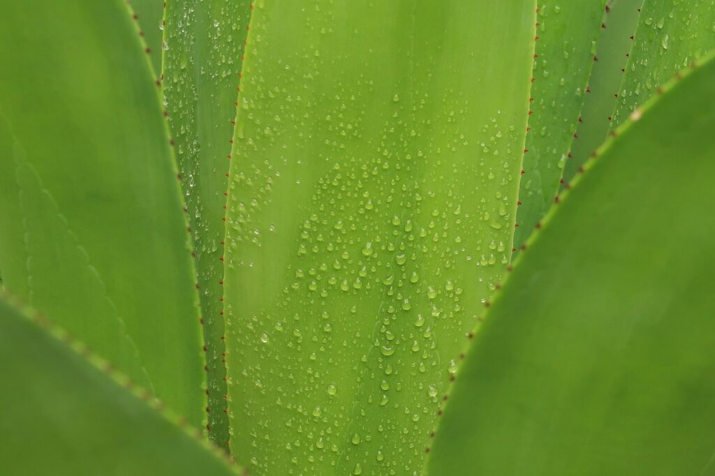 gel di aloe vera