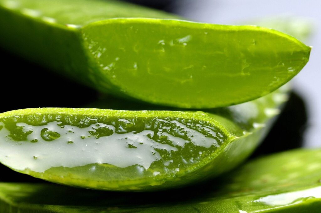 recidere una foglia di aloe vera