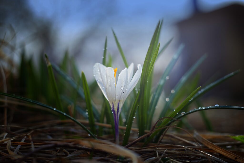 Recintare il giardino