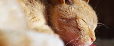 gatto in casa