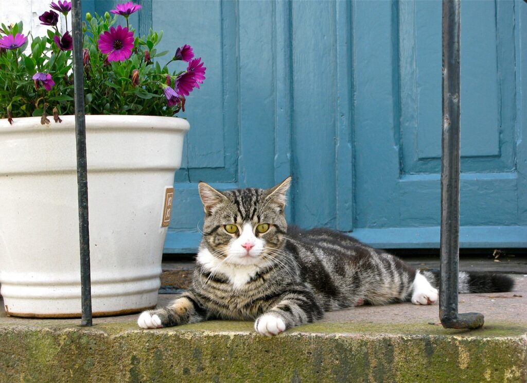 Elimina tutti i pericoli per i gatti in casa