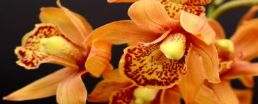 Come far fiorire le orchidee tutto l'anno
