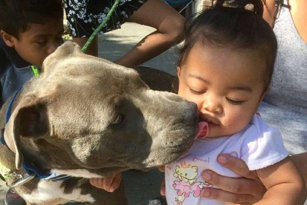 Sasha, il pitbull di famiglia di appena 8 mesi