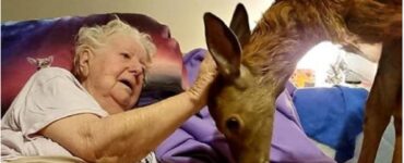 mamma morente amava Bambi