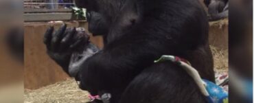mamma gorilla dà alla luce un cucciolo e non riesce a smettere di baciarlo teneramente