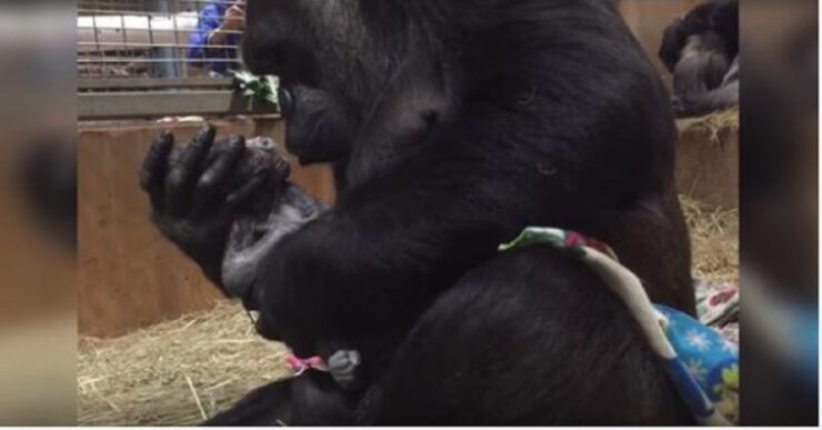 mamma gorilla dà alla luce un cucciolo e non riesce a smettere di baciarlo teneramente