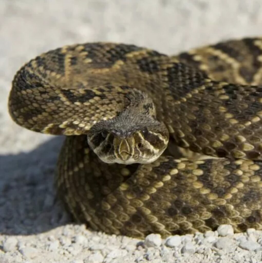 Un serpente causa rumori in soffitta