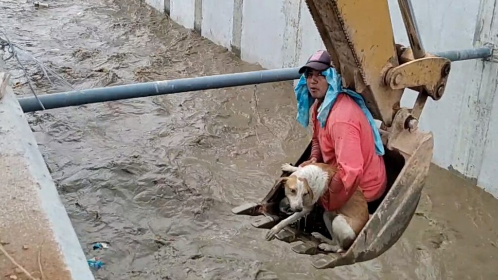 Cane salvato da operai