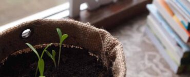 Come eliminare i moscerini nella terra di un vaso